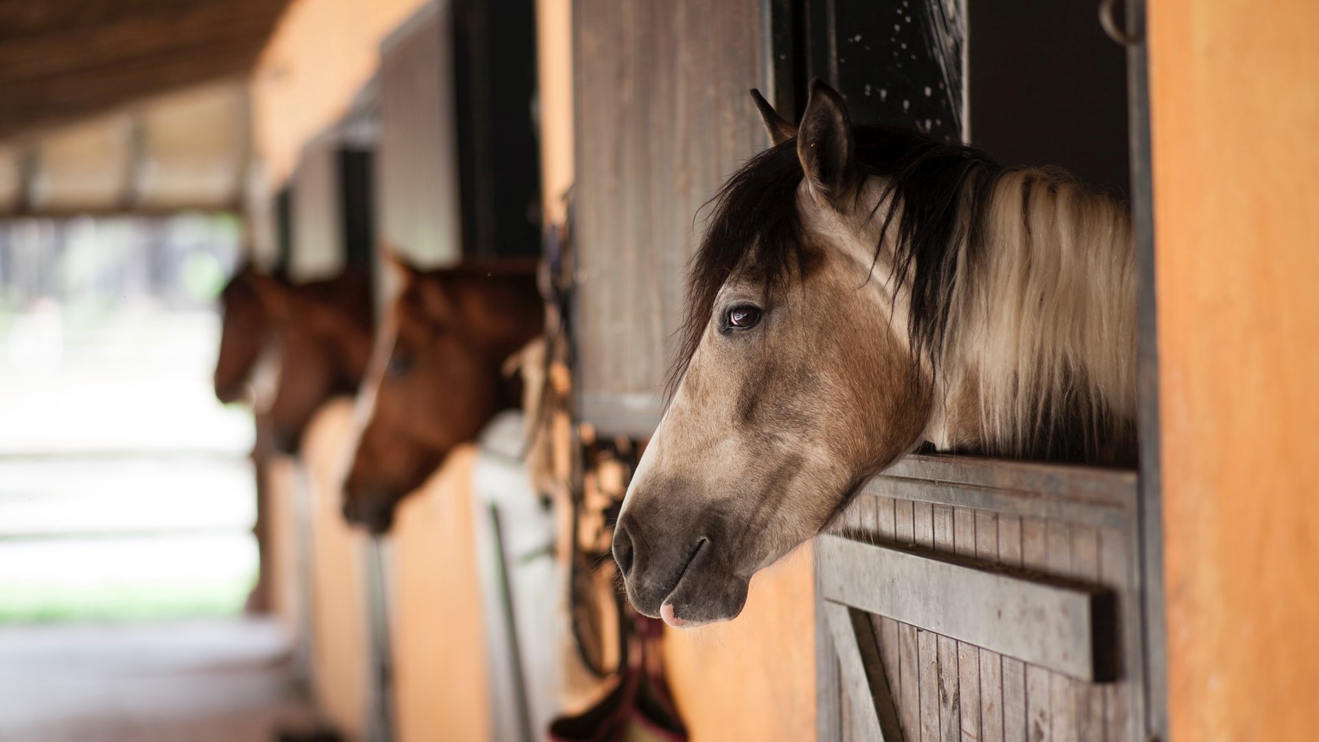How to Keep Your Horse Barn Cool This Summer