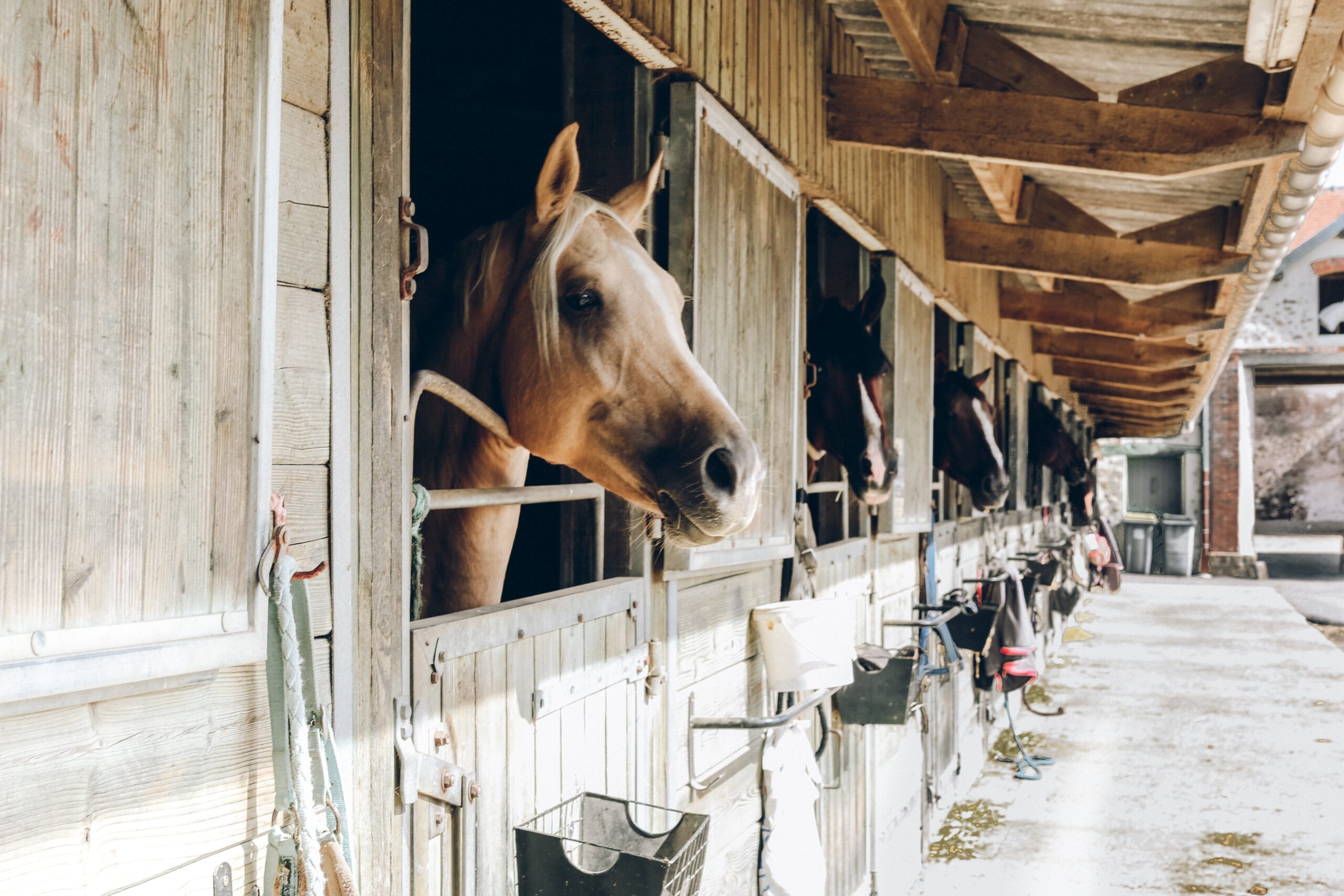 Guide to Horse Barns: Designs and Features