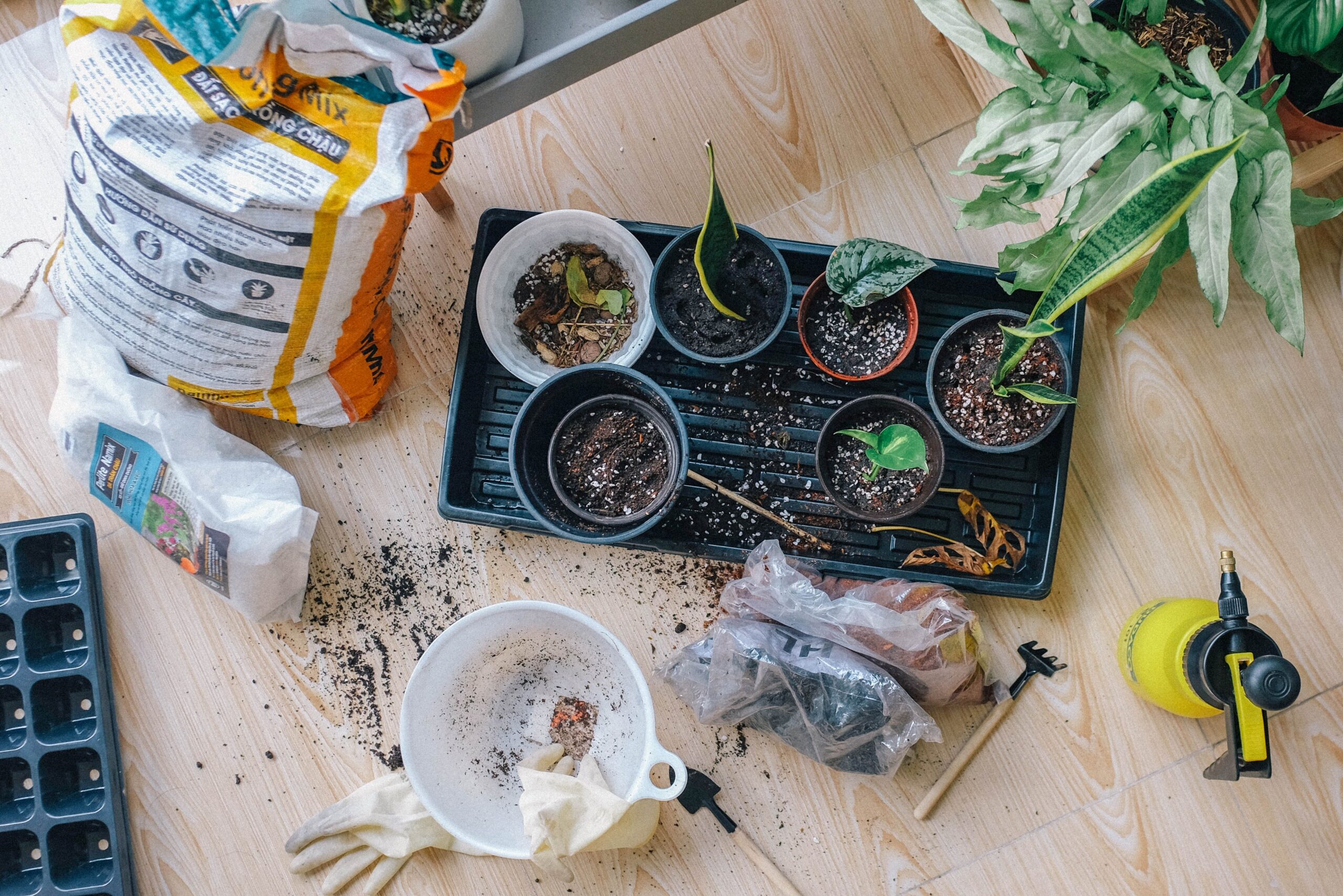 Summer Gardening in a Backyard Greenhouse