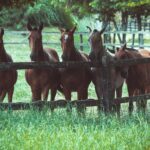 group of horses in a pasture
