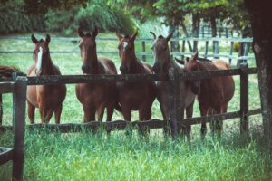 group of horses in a pasture