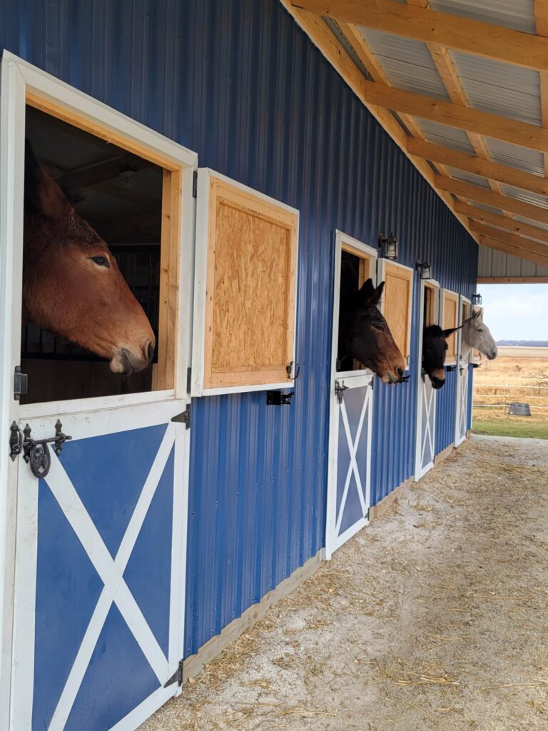 12x40 blue standard horse barn with four horses inside 