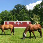 two horses on a pasture in front of a deluxe horse barn