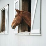 horse sticking his head out the window of a horse barn