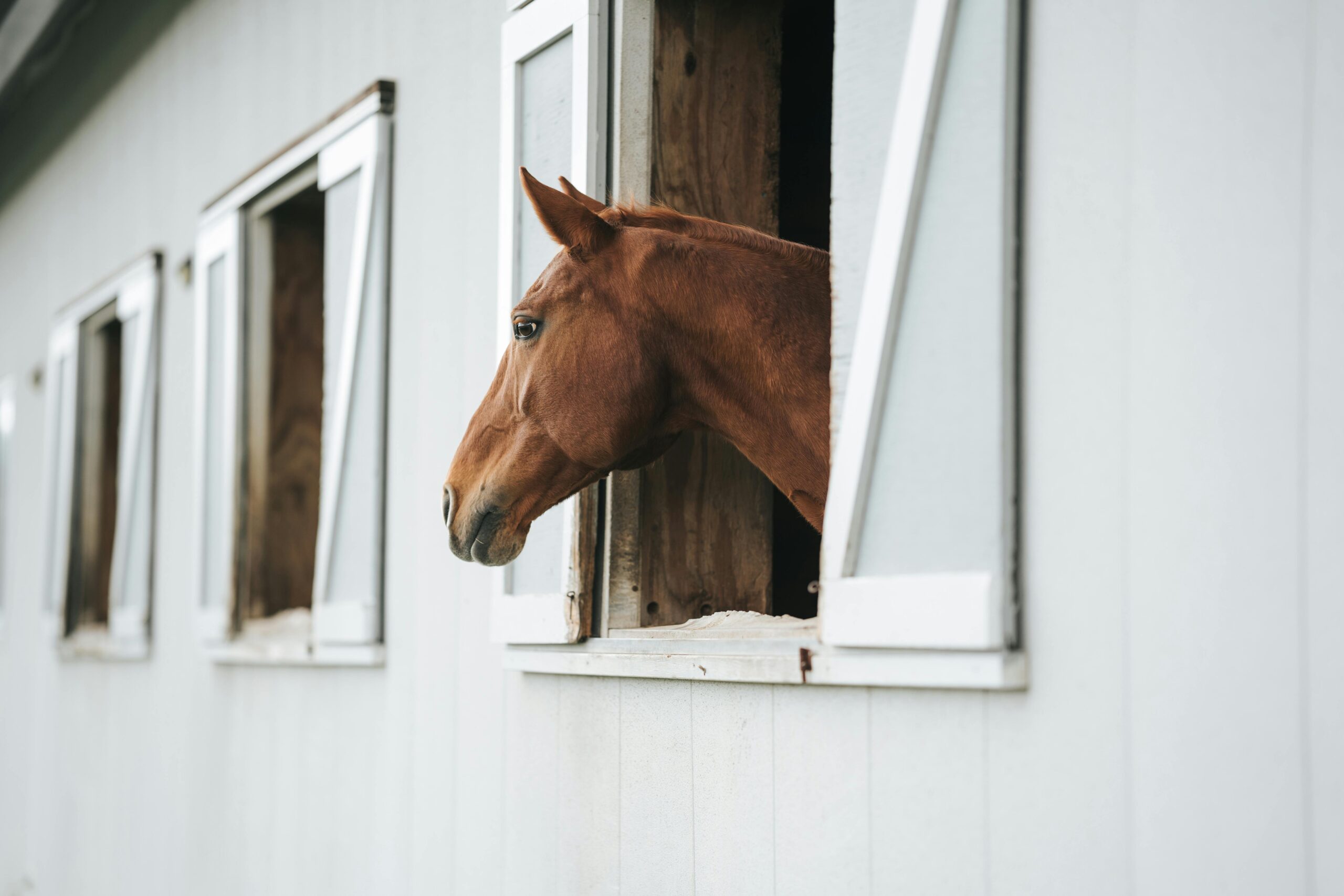 horse sticking his head out the window of a horse barn