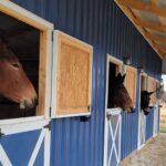 blue standard horse barn with four horses inside
