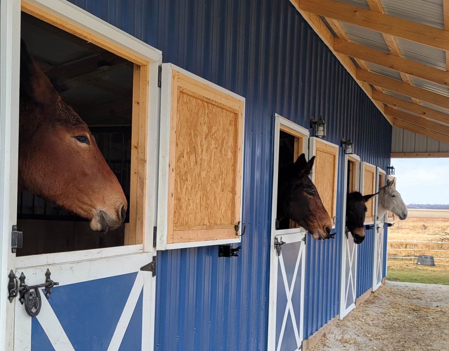 blue standard horse barn with four horses inside